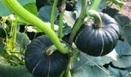 网红同款吃瓜图片高清